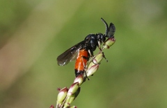 Lophyrotoma analis