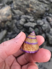 Calliostoma annulatum