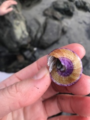 Calliostoma annulatum