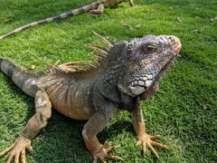 Iguana iguana