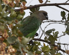 Poicephalus cryptoxanthus cryptoxanthus