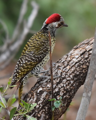 Campethera bennettii