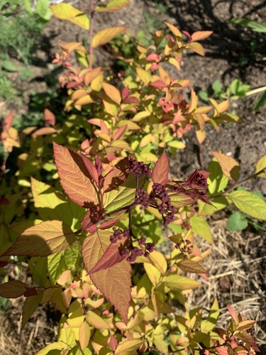 Spiraea miyabei iNat (2)