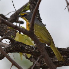 Telophorus sulfureopectus