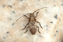 Pterolophia annulata