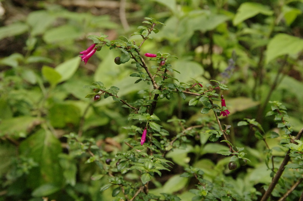 Fuchsia microphylla (Fuchsia microphylla)