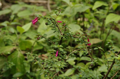 Fuchsia microphylla (Fuchsia microphylla)