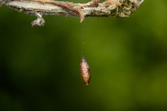 Meteorus pulchricornis