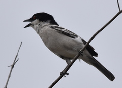 Dryoscopus cubla hamatus