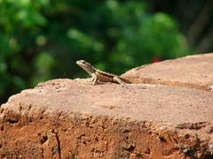 Sceloporus teapensis