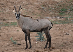 Hippotragus equinus equinus