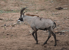 Hippotragus equinus equinus