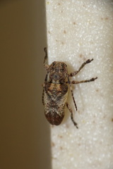 Pterolophia annulata