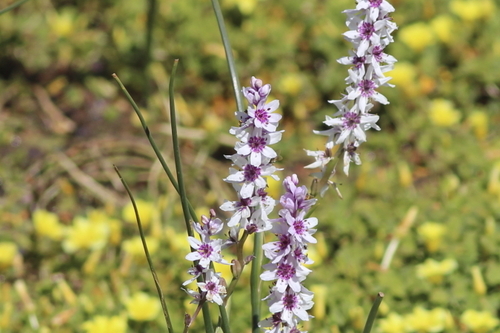 Image of Wurmbea stricta by (c) Karen Eichholz, some rights reserved (CC BY)