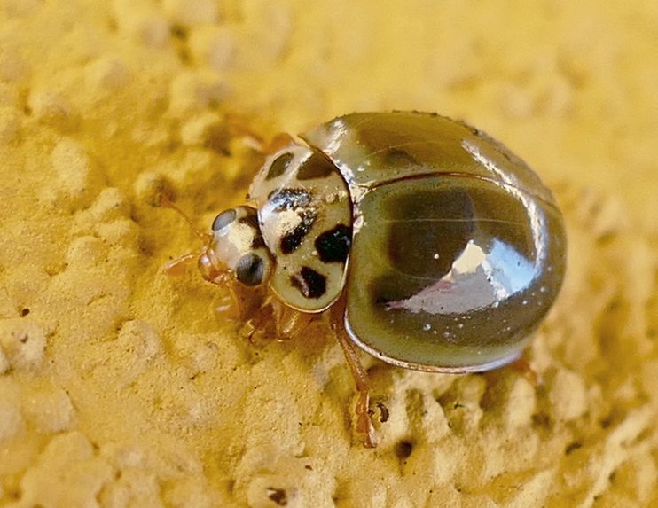 Neoharmonia zischkai