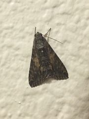 Erebidae