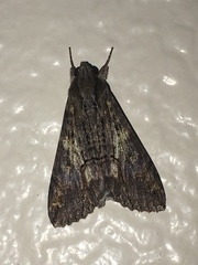 Erebidae