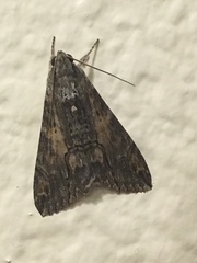 Erebidae