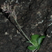 Echeveria calycosa - Photo (c) vicsteinmann, μερικά δικαιώματα διατηρούνται (CC BY-NC)