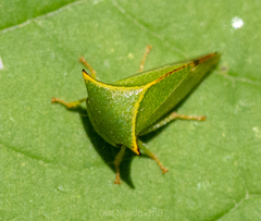 Stictocephala alta