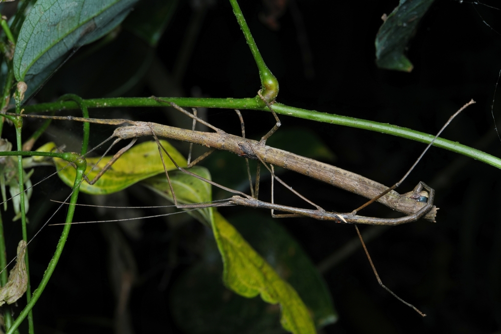 Oxyartes xishuangbannaensis