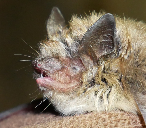 David's Myotis (Myotis davidii) — Least Concern Mammalia