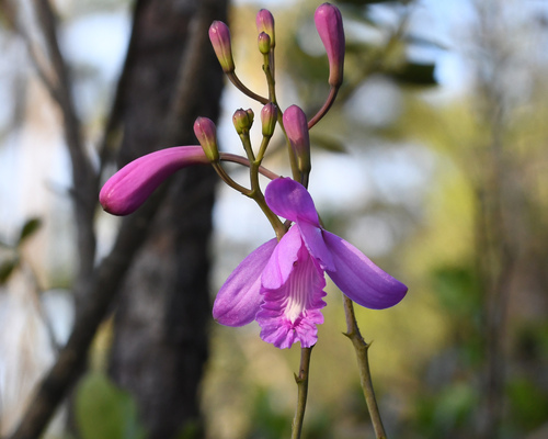 Flor de Pasmo (Bletia patula)
