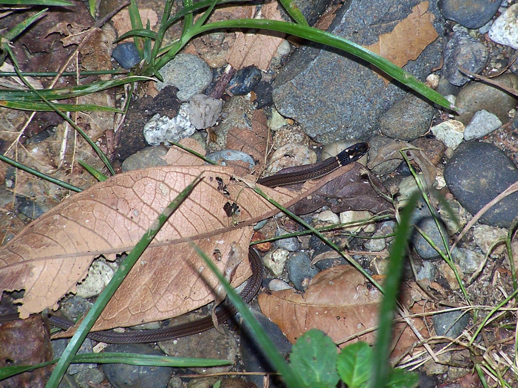 Tantilla armillata