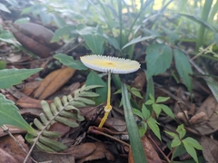 Leucocoprinus fragilissimus image