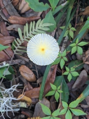 Leucocoprinus fragilissimus image