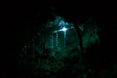 Arachnocampa luminosa