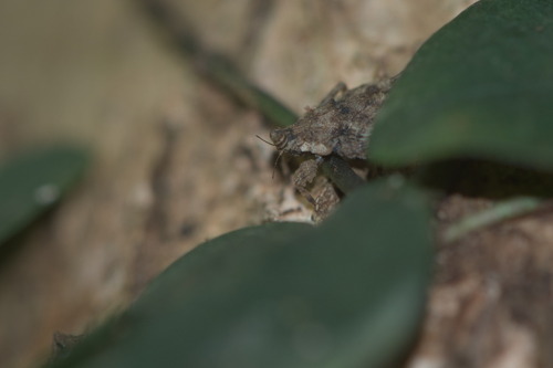 Planotettix planus observed 2023-06-25