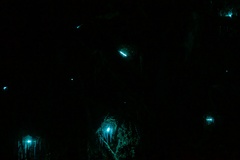 Arachnocampa luminosa