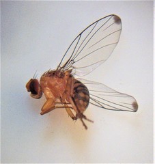 Sciadocera rufomaculata