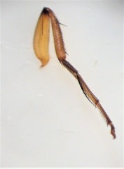 Sciadocera rufomaculata