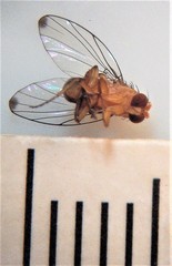 Sciadocera rufomaculata