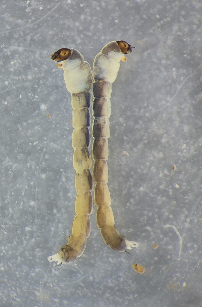 Metriocnemus carmencitabertarum