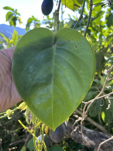 Passiflora ligularis image