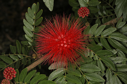 Calliandra haematocephala