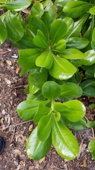 Magnoliopsida