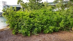 Magnoliopsida