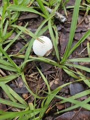 Lycoperdon perlatum image