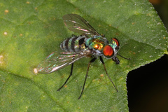 Condylostylus pruinosus