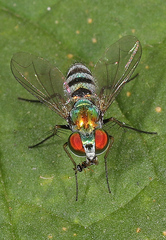 Condylostylus pruinosus