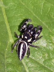 Dendryphantes mordax