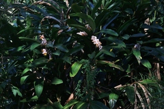 Alpinia zerumbet
