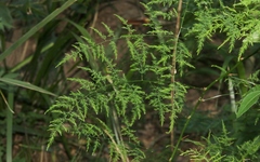 Asparagus africanus
