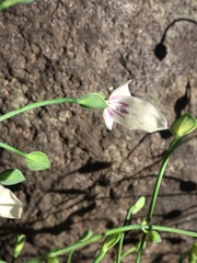 Dicliptera thlaspioides