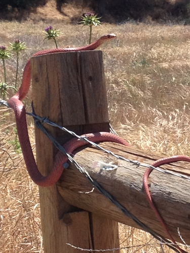 Desert Coachwhip, San Benito County, US-CA, US, photo 6 of 10