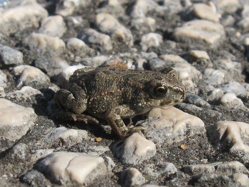 Balearic Green Toad (Subspecies Bufotes viridis balearicus) · iNaturalist